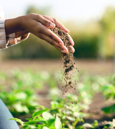 Farmer, hands and agriculture with soil, dirt or dust for plants, growth or farming closeup. Black woman, land and farm with field, earth or nutrition of ground for sustainability, fertility and zoom.