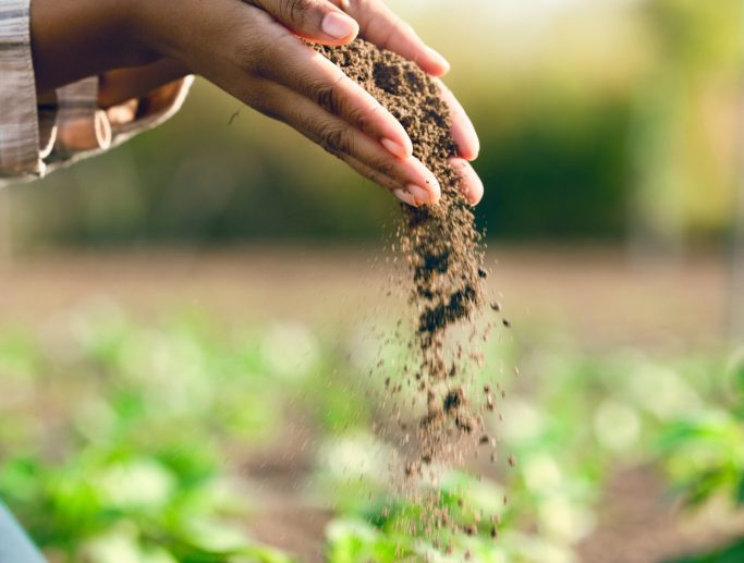 Farmer, hands and agriculture with soil, dirt or dust for plants, growth or farming closeup. Black woman, land and farm with field, earth or nutrition of ground for sustainability, fertility and zoom.